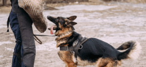 Dog Bite Laws in California When Pet Owners Are Liable for Your Injuries
