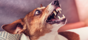 Dog Bite Injuries in California: What Victims Should Do After an Attack