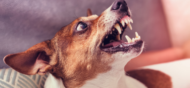 Dog Bite Injuries in California: What Victims Should Do After an Attack